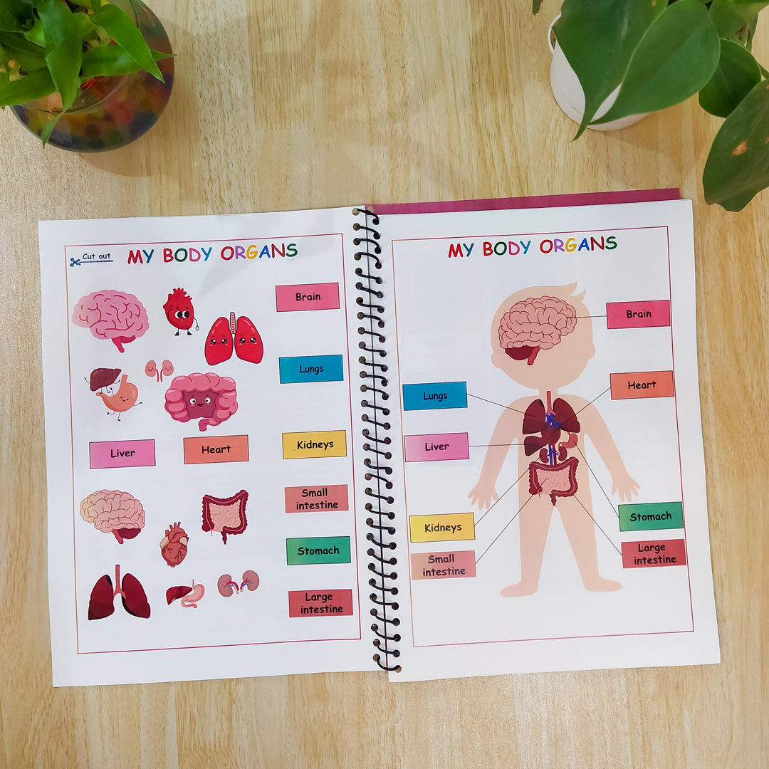 Anatomie des Menschen - Beschäftigungsbuch - Druckbare Arbeitsblätter für die Vorschule - Homeschool-Ressourcen - Anatomie - Lehrplan für die Vorschule - Lernaktivitäten für Kleinkinder